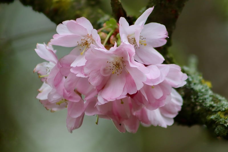 Cherry Blossom Festival in Washington, D.C.